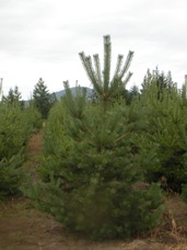 Scotch Pine